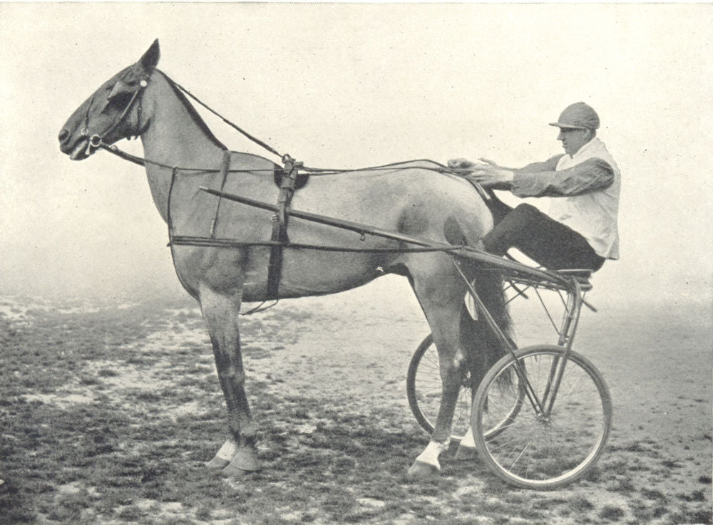 HORSES. Trotting Horse-